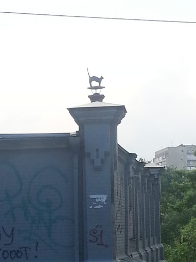 Cat on a Pipe