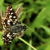 Indian Skipper