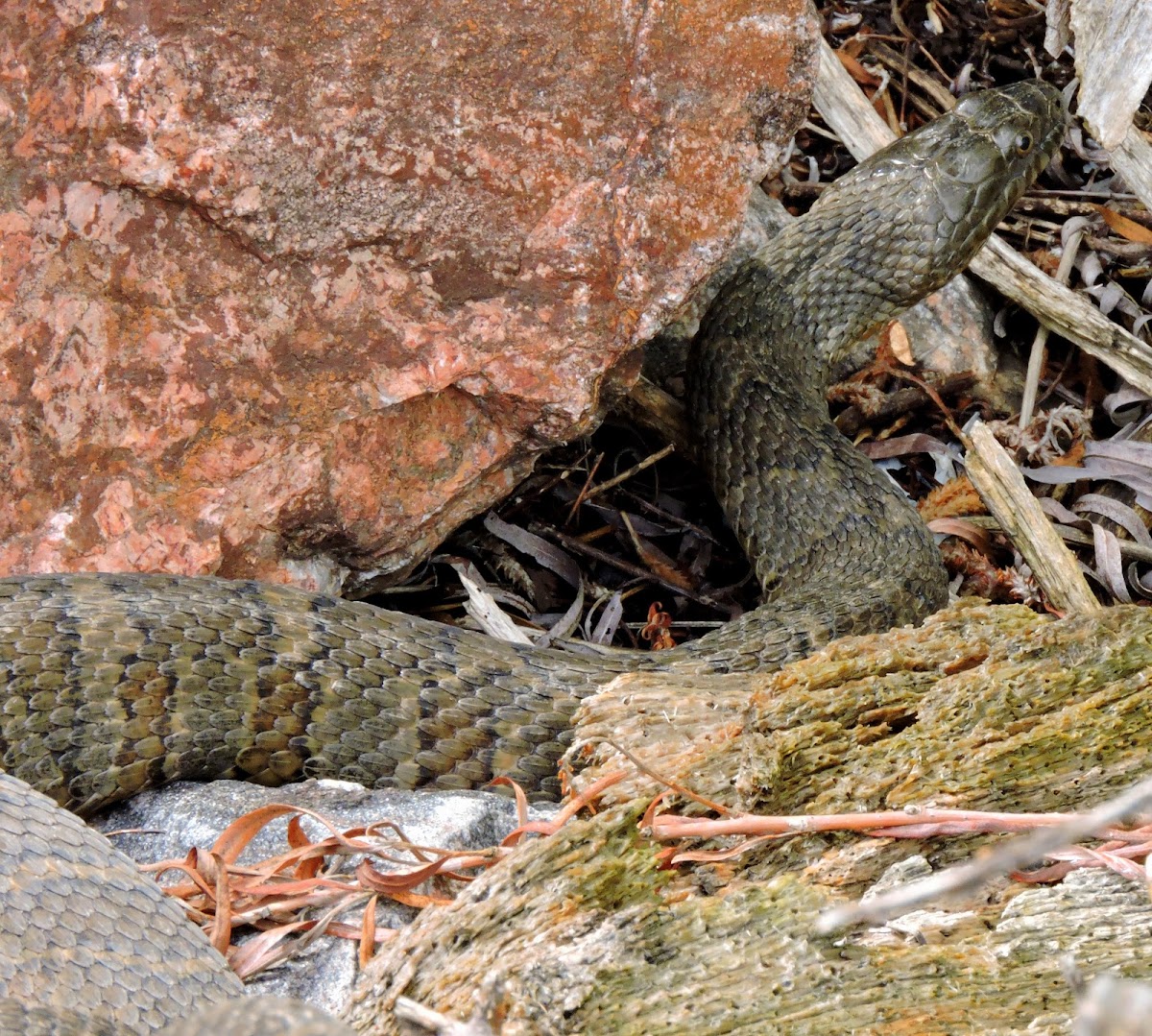 Northern Water Snake