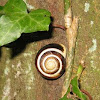 Cepaea hortensis