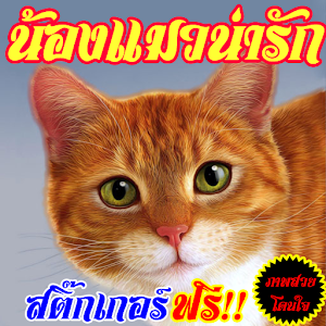 คอมเม้น น้องแมวน่ารักจัง 1.1