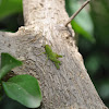 Mini Grasshopper