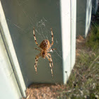 European Garden Spider