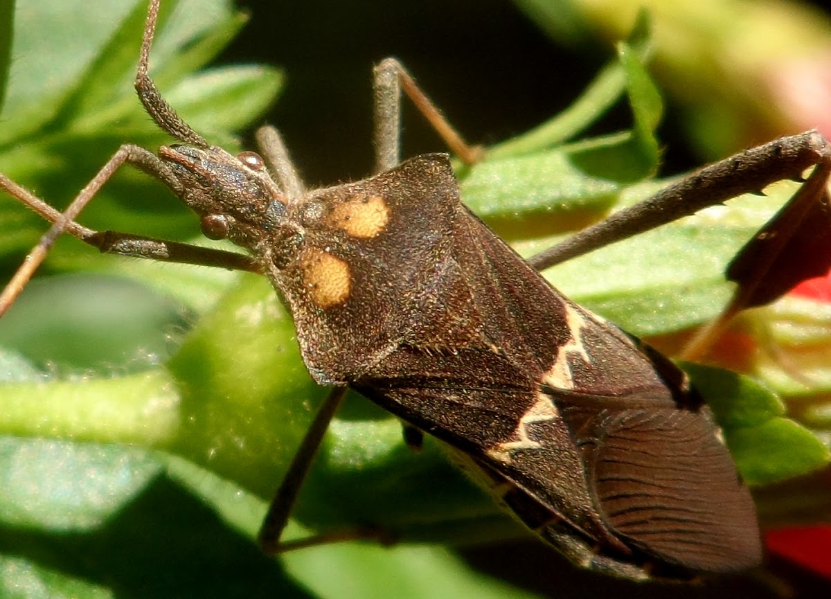 Leaf-footed Bug (Fêmea)