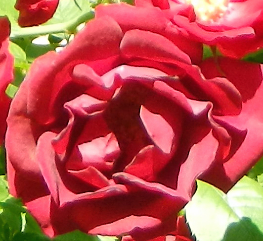 Rose Bush