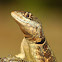 eastern collared spiny lizard, Amazon lava lizard, calango