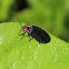 Diurnal firefly beetle