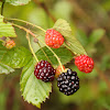 Wild Berries 