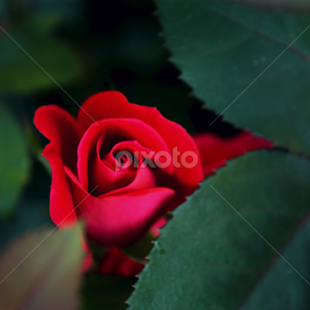 by BJ Williamson - Flowers Single Flower