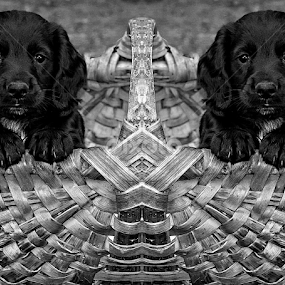 Puppy Love by CLINT HUDSON - Black & White Animals