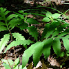 Sensitive fern