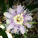 Florida Passion Flower
