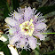 Florida Passion Flower