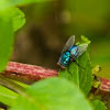 Oriental Latrine Fly