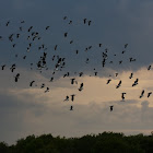 Lapwings (Flock)