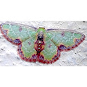 Dependens Emerald Moth
