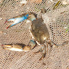 Atlantic Blue Crab