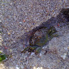 Cangrexo de mar (gl), Cangrejo verde europeo (es), European green crab (uk)