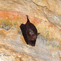Sheath-tailed Bat or Sac-Winged Bat