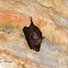 Sheath-tailed Bat or Sac-Winged Bat