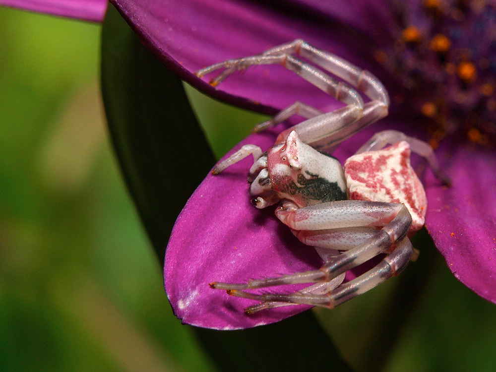 Araña cangrejo (crab spider)