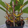Gongora orchid