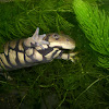 Tiger salamander