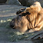 Sichuan Takin