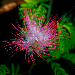 by Pani Indra - Flowers Single Flower