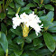 Pasific Rhododendron