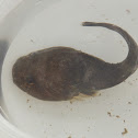 Northern Clingfish