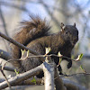 Eastern Gray Squirrel, female, melanistic