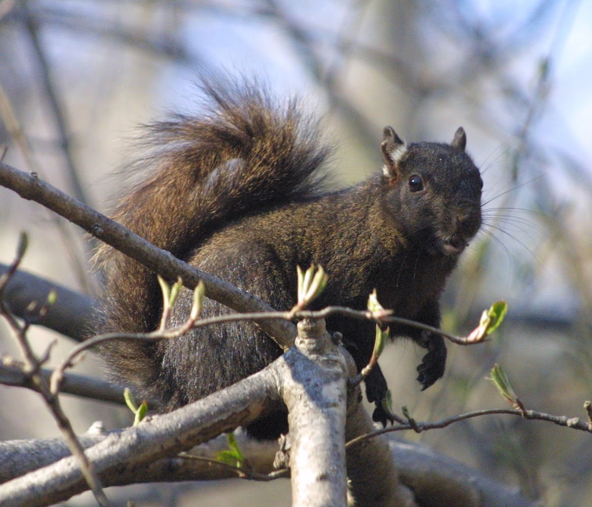 Eastern Gray Squirrel, female, melanistic