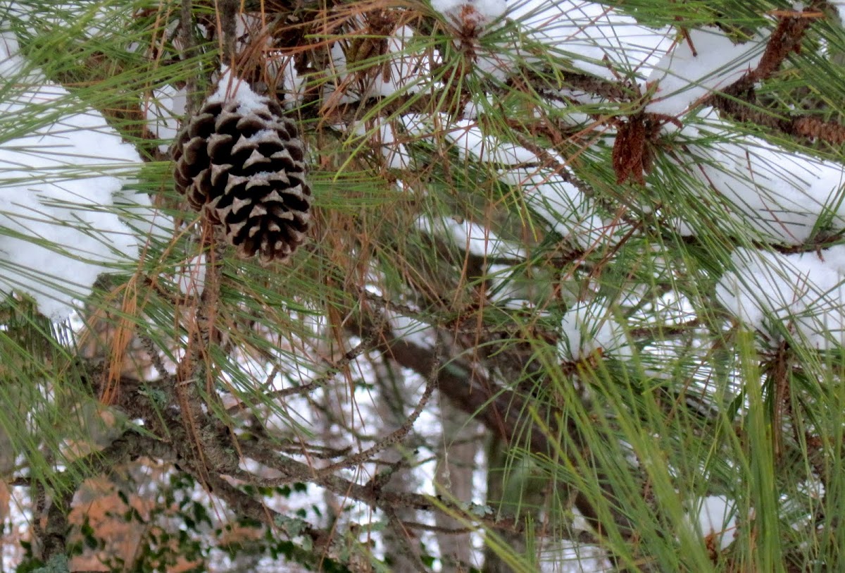 Long Leaf Pine with male & female pine cones