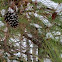 Long Leaf Pine with male & female pine cones
