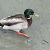 Mallard