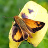 Zabulon Skipper Butterfly (male)
