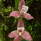 Lycaste orchid