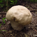 Skull-shaped puffball