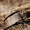 Tree Grayling; Sátiro moreno