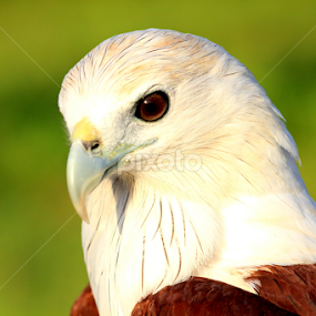 by Nandes Sicknoise - Animals Birds