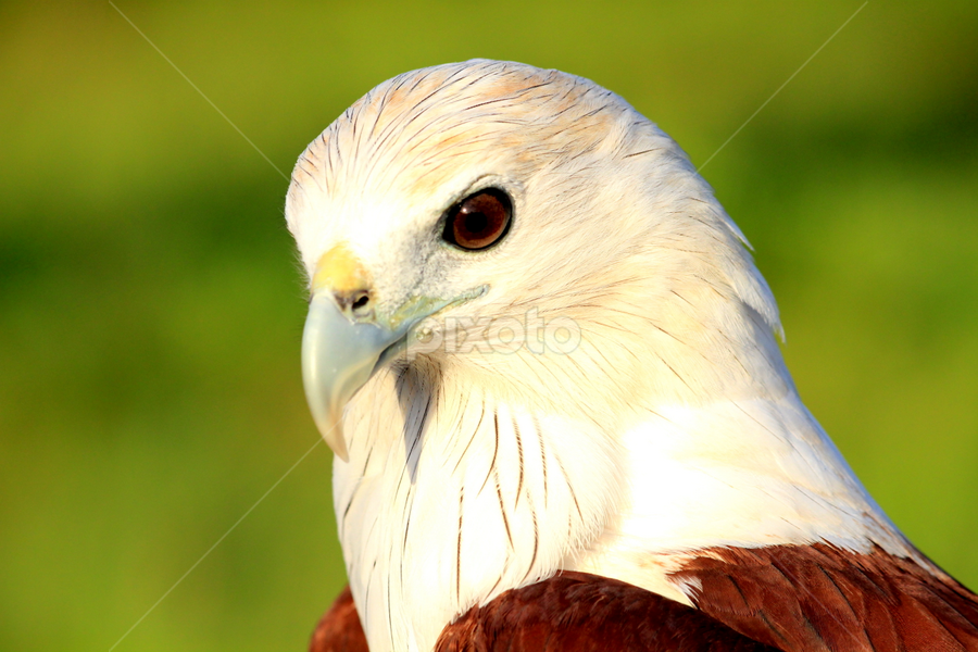 by Nandes Sicknoise - Animals Birds