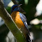 Blue Capped Rock Thrush