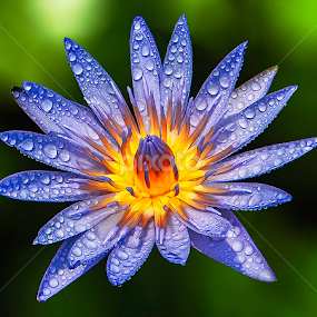 by Asher Jr Salvan - Flowers Single Flower