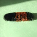 Banded Woolly Bear / Woolly Worm