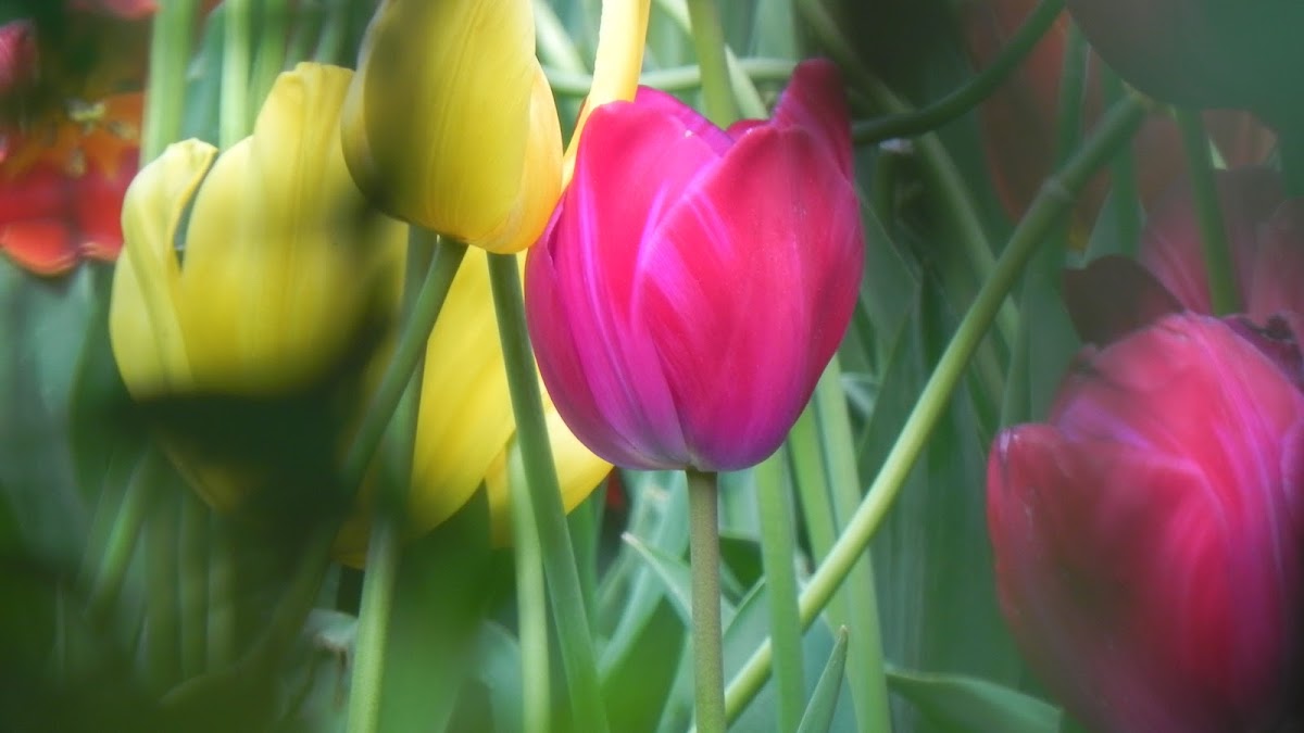 Tulips- Different types