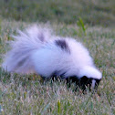 Leucitic striped skunk