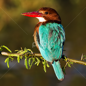 White-throated Kingfisher .. by Kulesh Boruah - Animals Birds