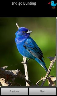 Bird Sounds for Kids Screenshots 0