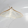 Jasmine-moth